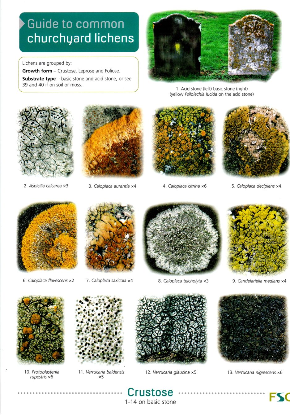 Lichens