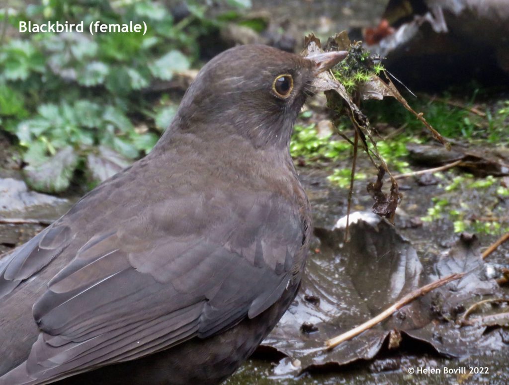 Female Blackbird