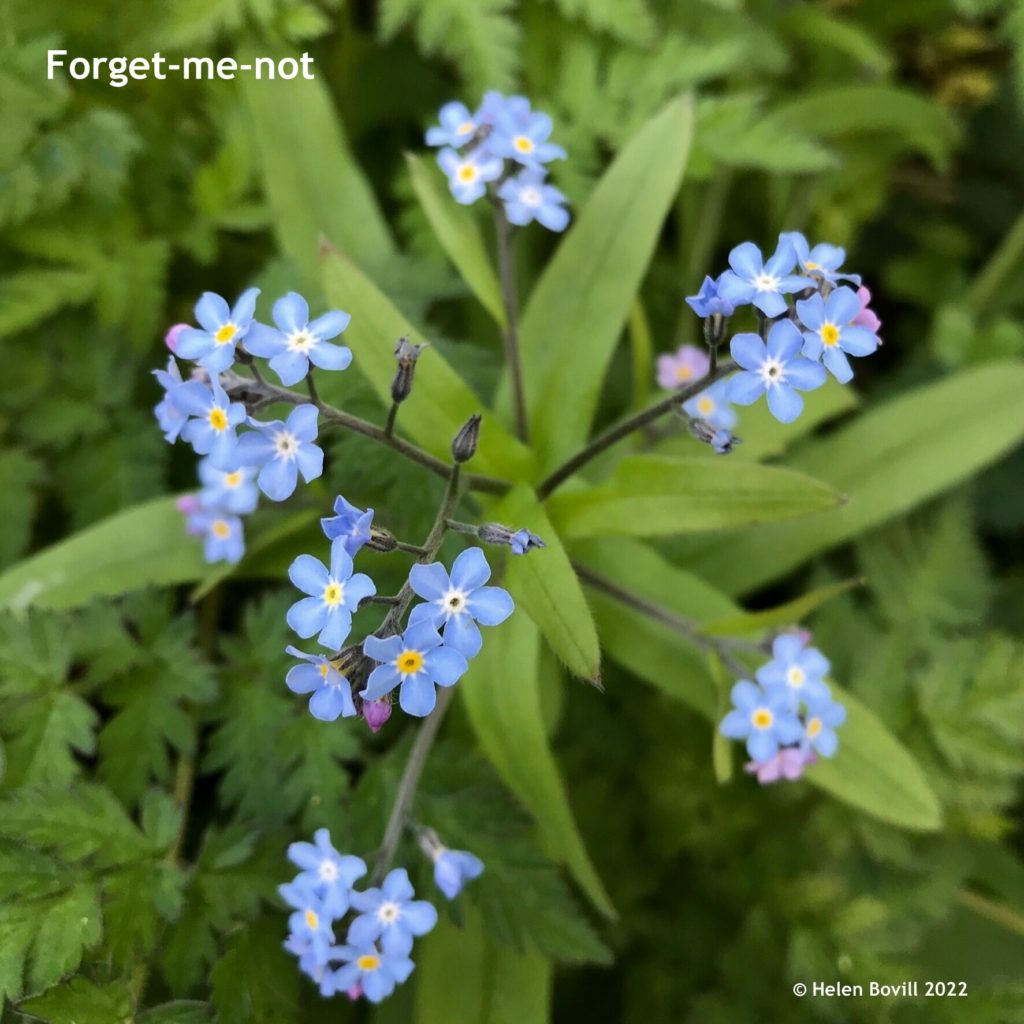 Forget-me-not