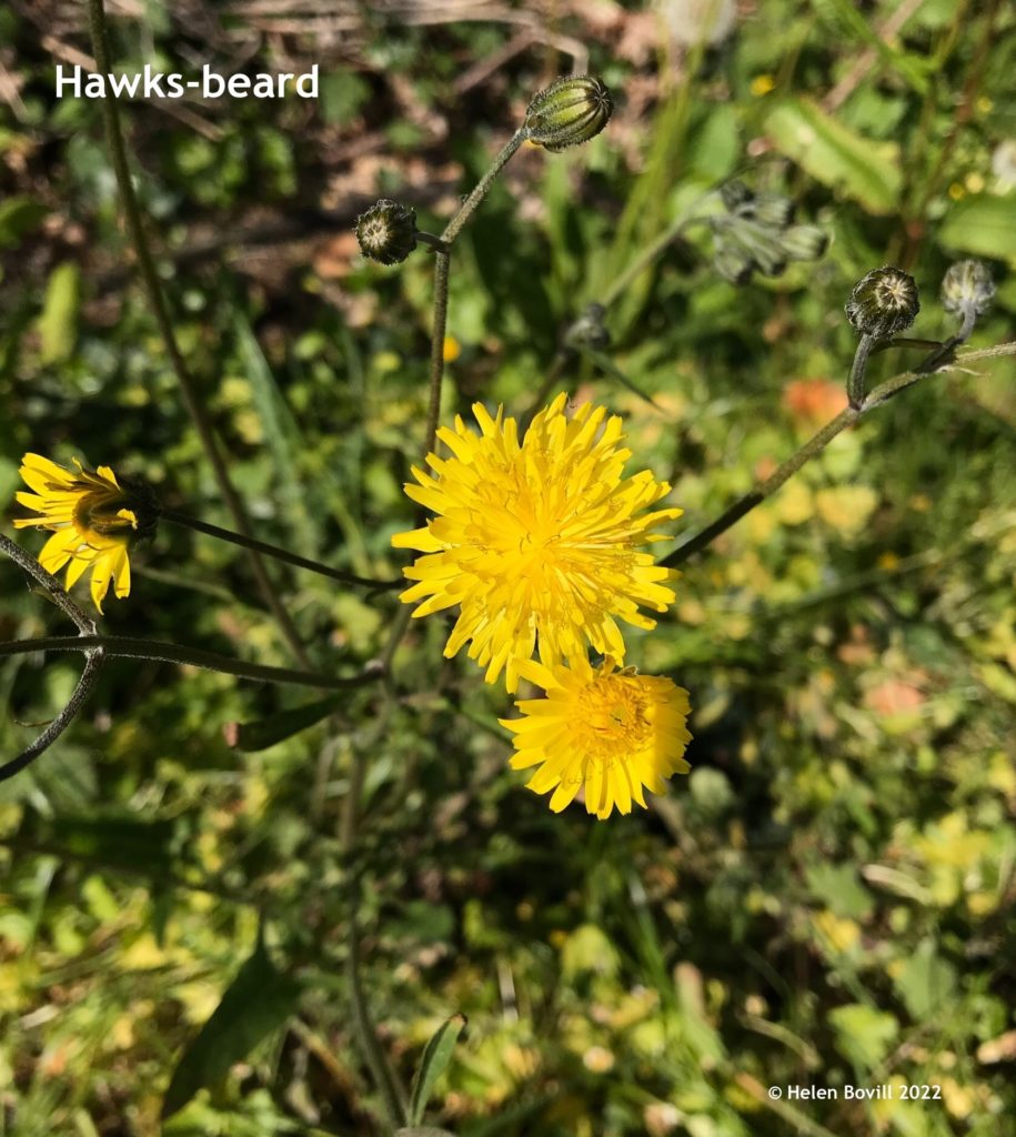 Hawksbeard