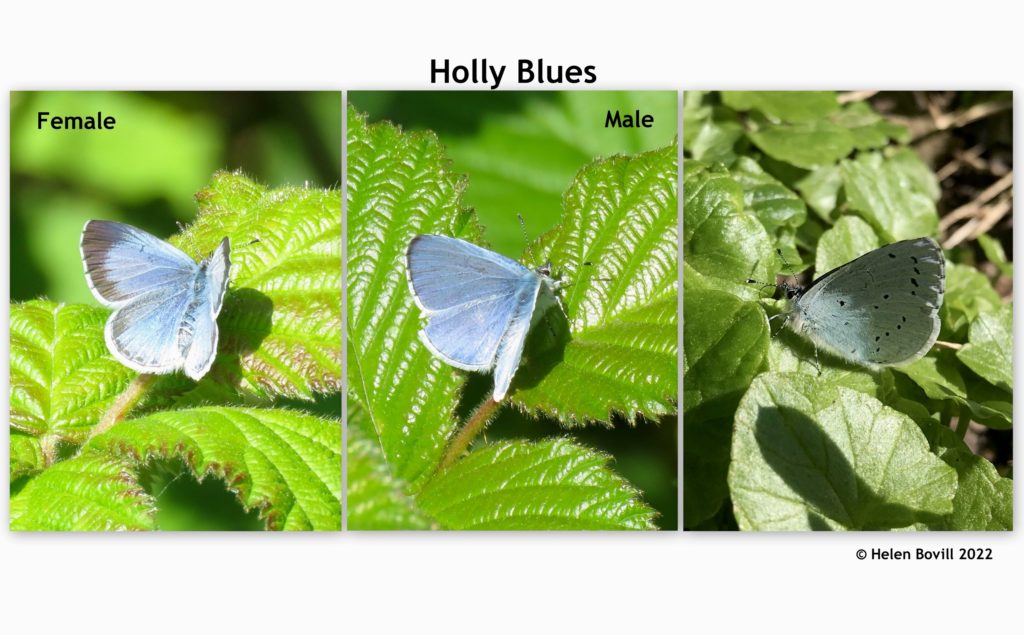 Holly Blues