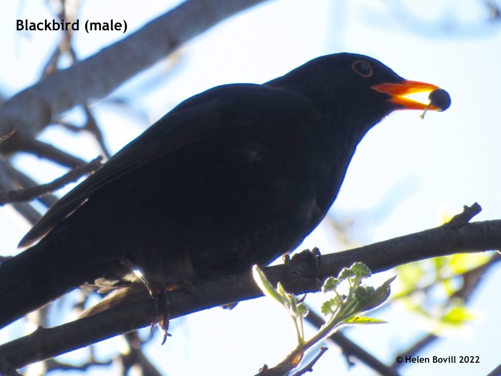 Male Blackbird