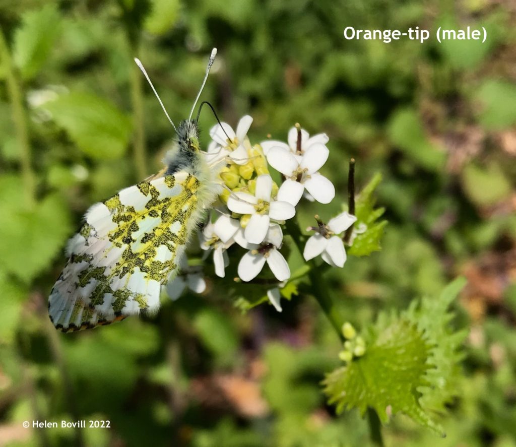 Male Orange Tip