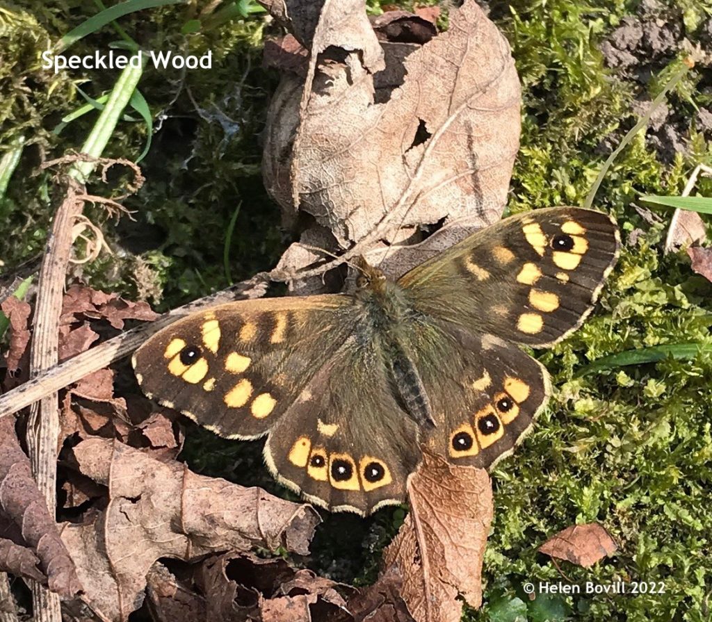 Speckled Wood (2)