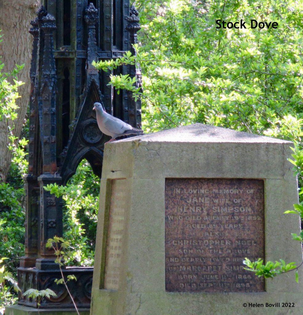 Stock Dove