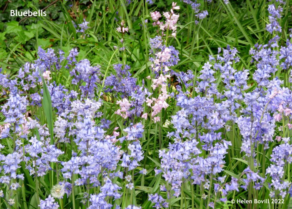 Bluebells