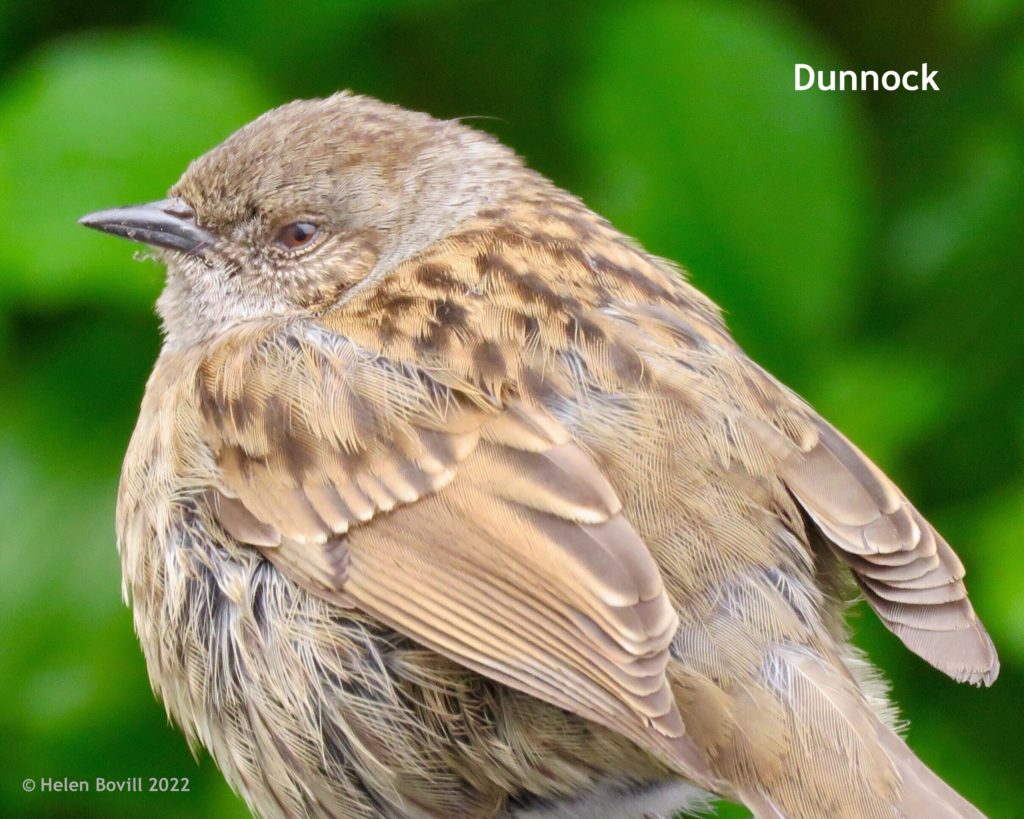 Dunnock (2)