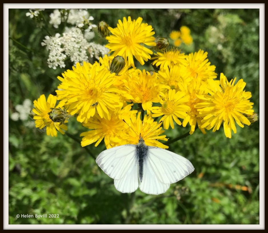 Cemetery wildlife – May 2022