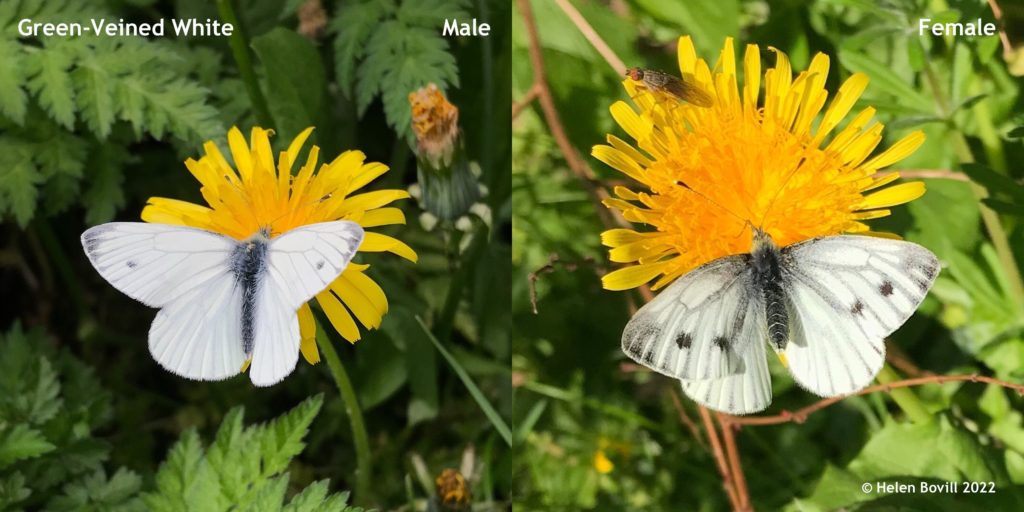 Green-Veined Male and Female