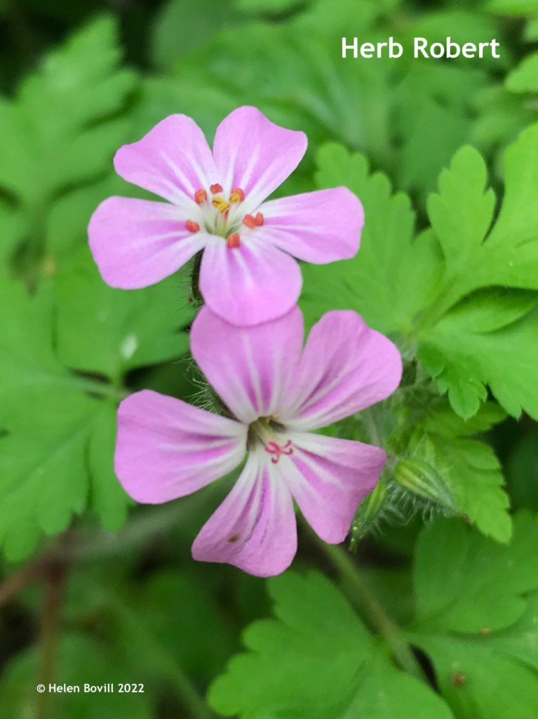 Herb Robert