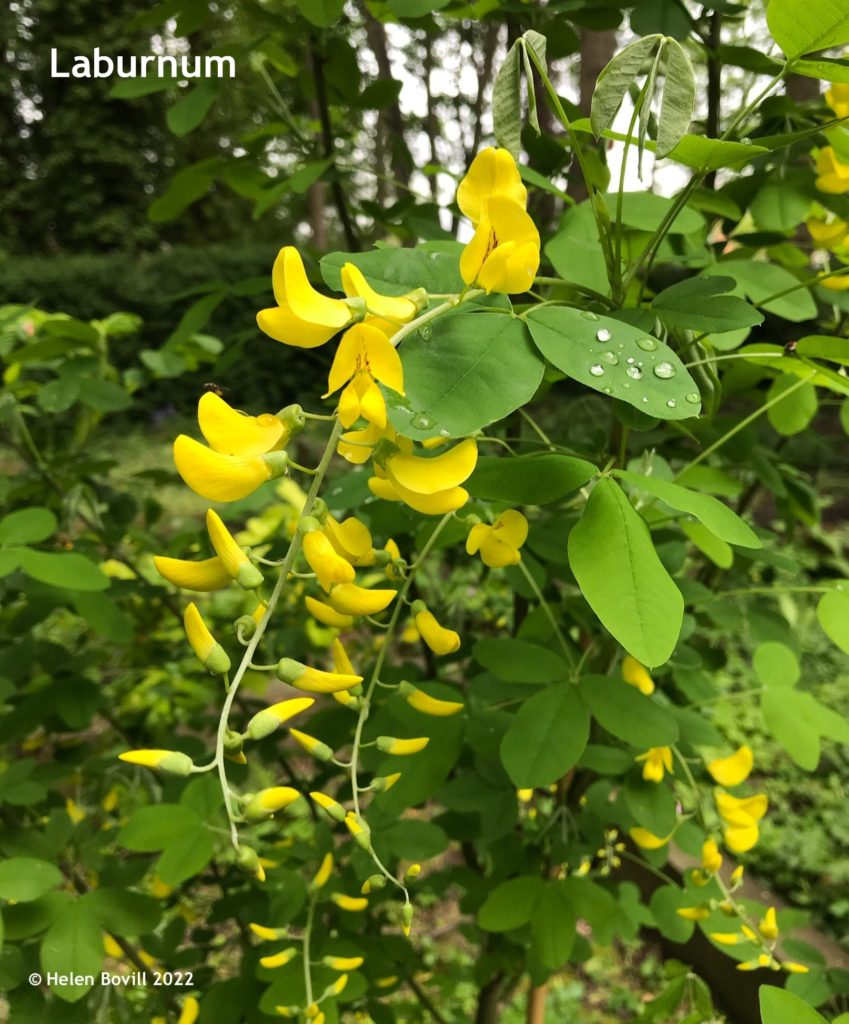 Laburnum