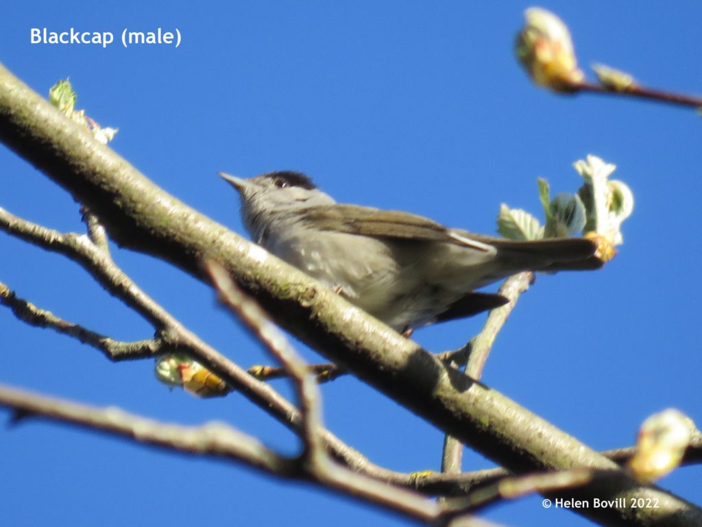 Male Blackcap