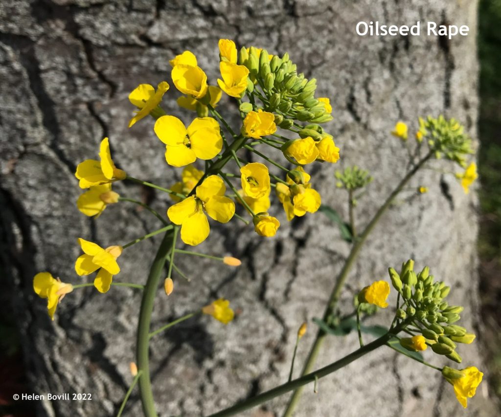 Oil-Seed Rape