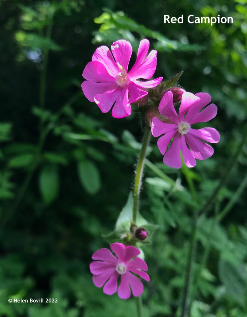 Red Campion