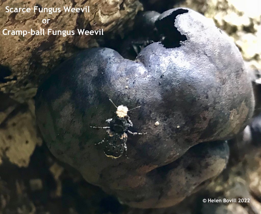 Scarce Fungus Weevil