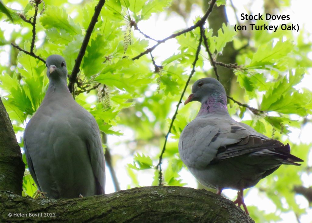 Stock Doves on Turkey Oak
