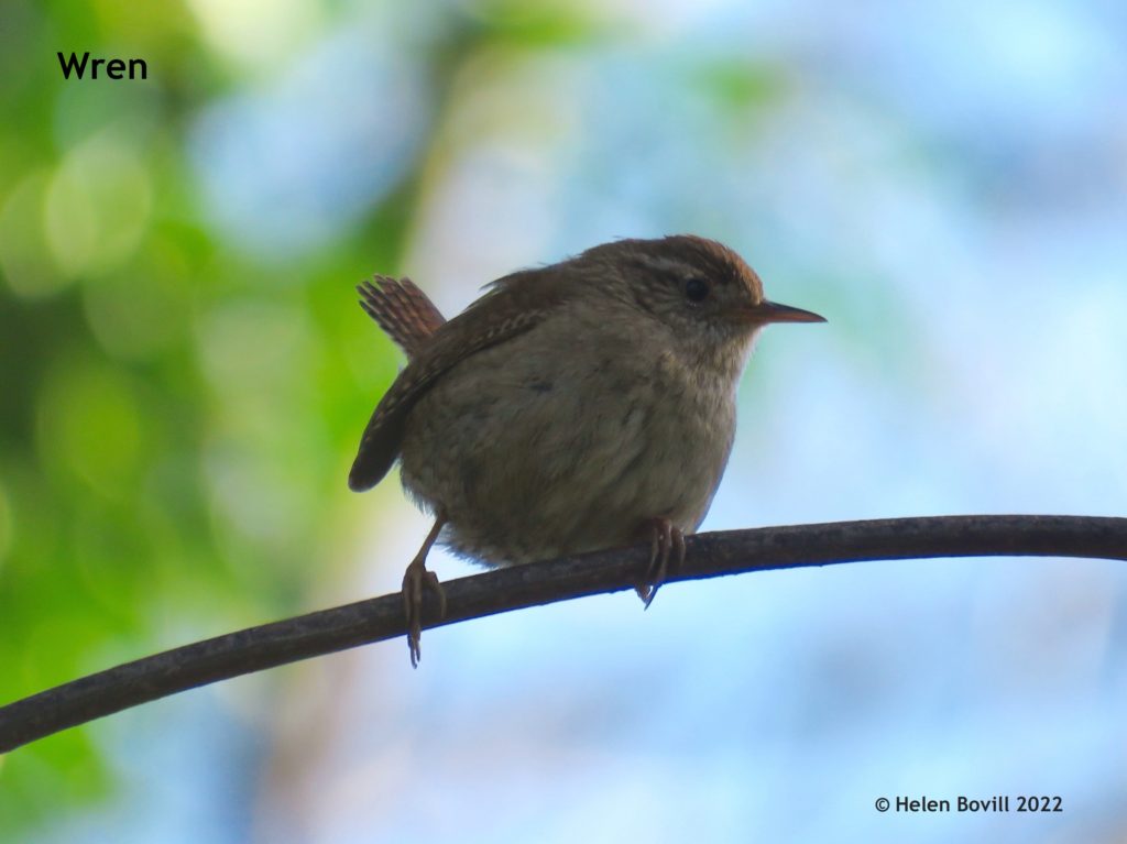 Wren