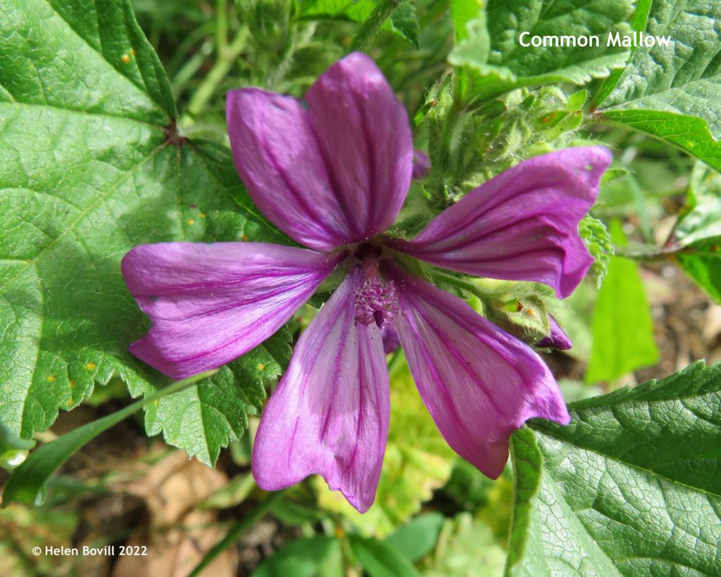 Common Mallow