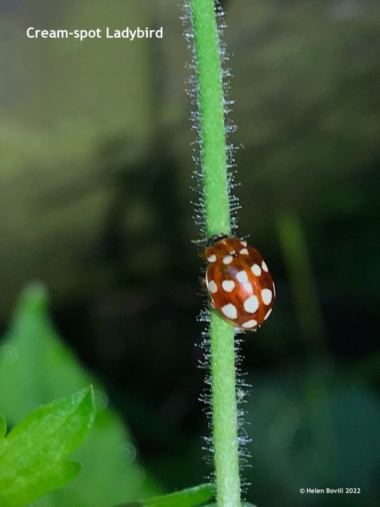 Cream-Spot Ladybird