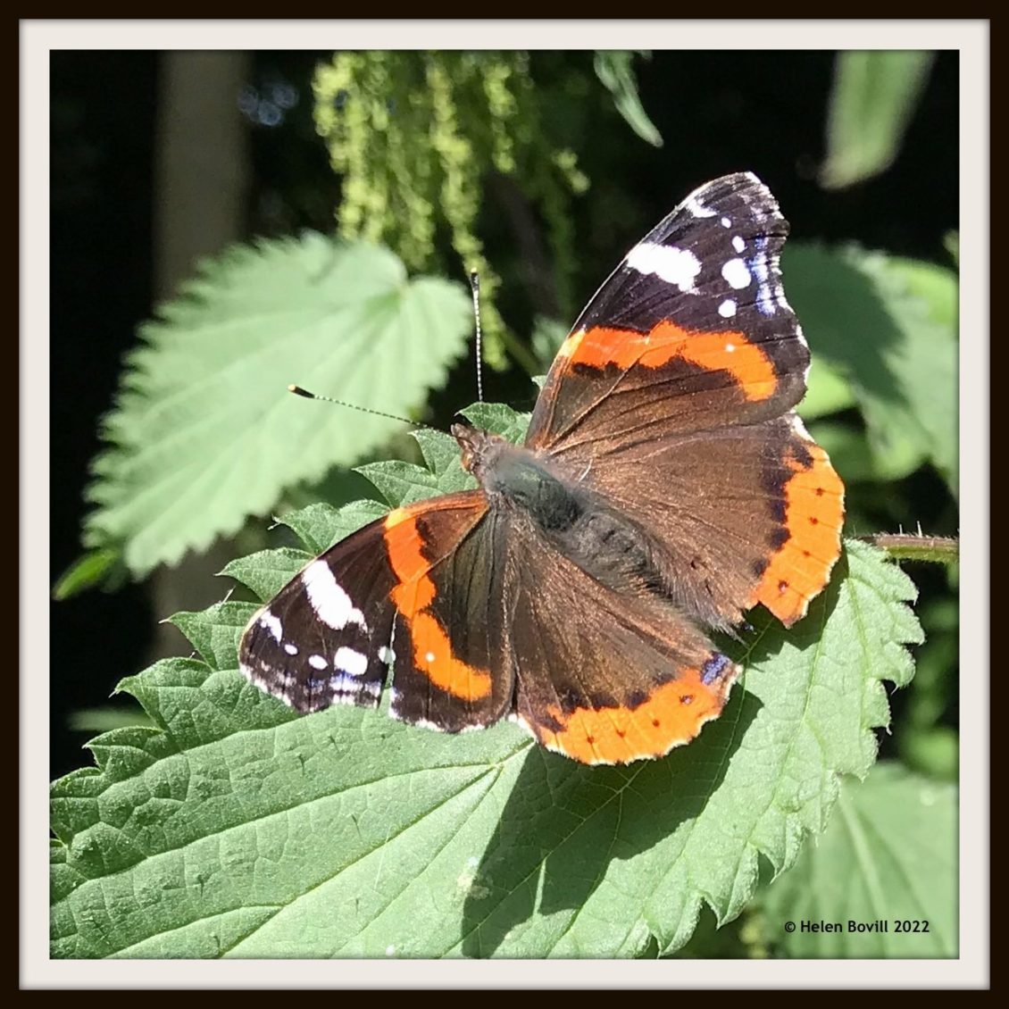 Red Admiral