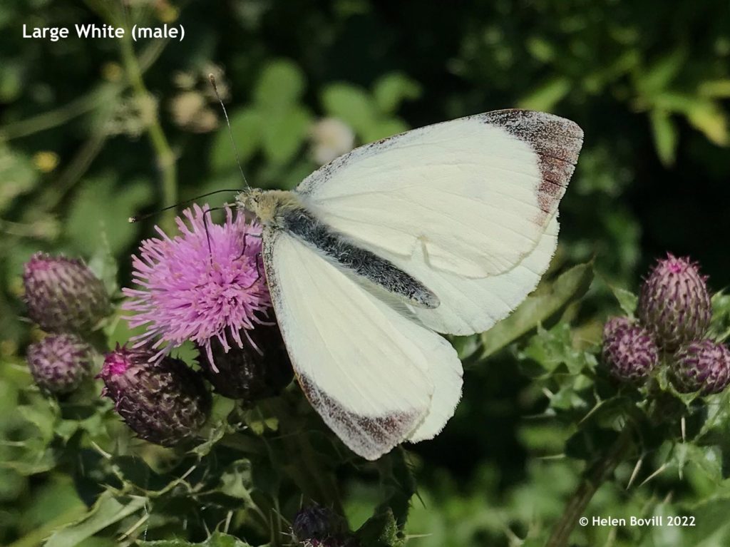 Large White Male