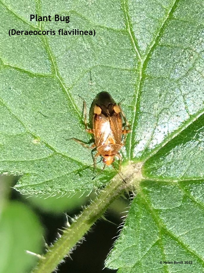 Plant Bug