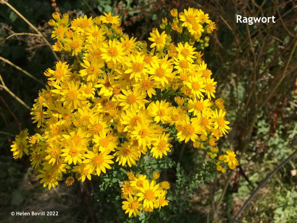 Ragwort