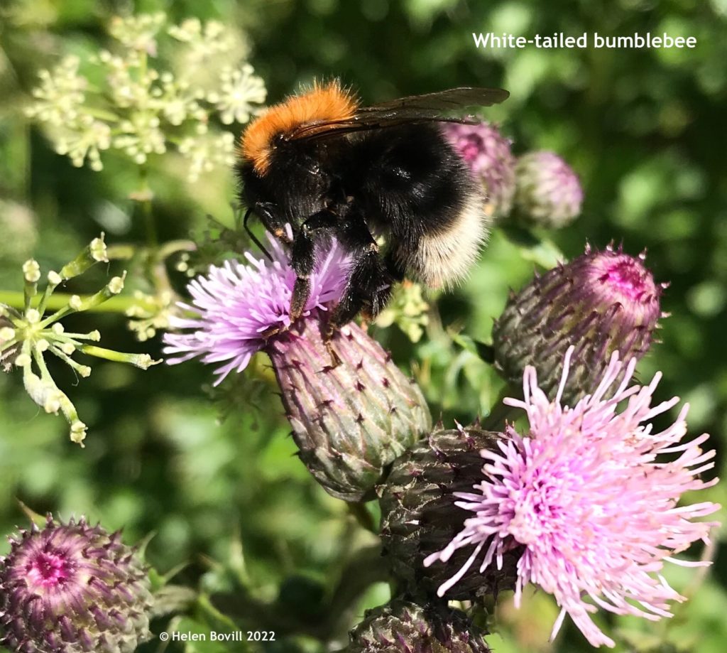 White-tailed Bumblebee