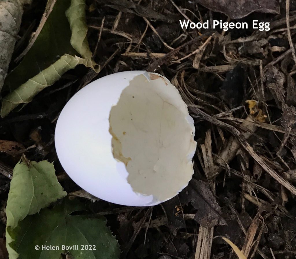 Wood Pigeon Egg