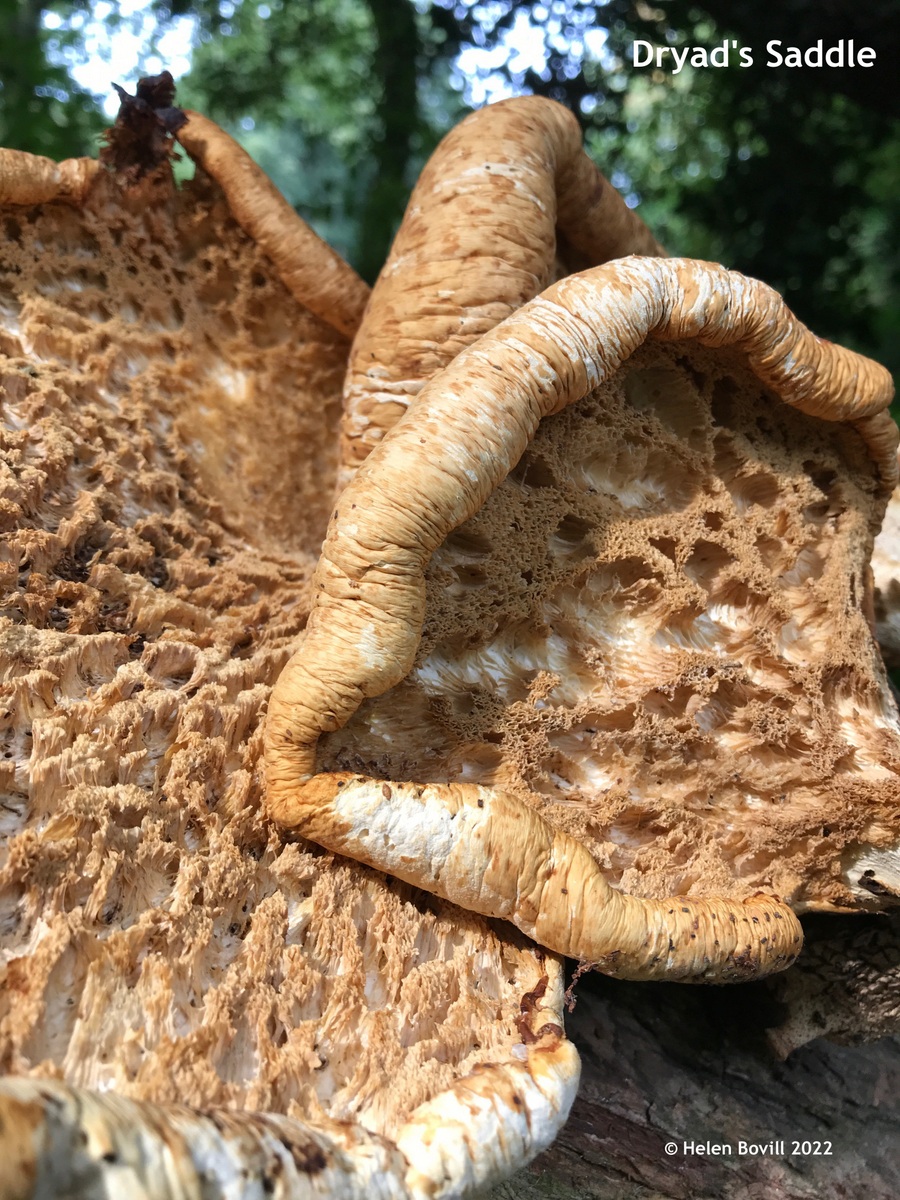 Dryad's Saddle mushroom in the centre of the cemetery