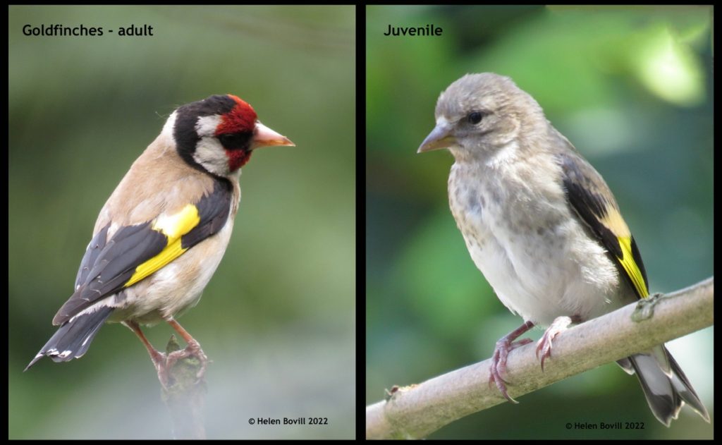 Adult and juvenile Goldfinch in Hull General Cemetery
