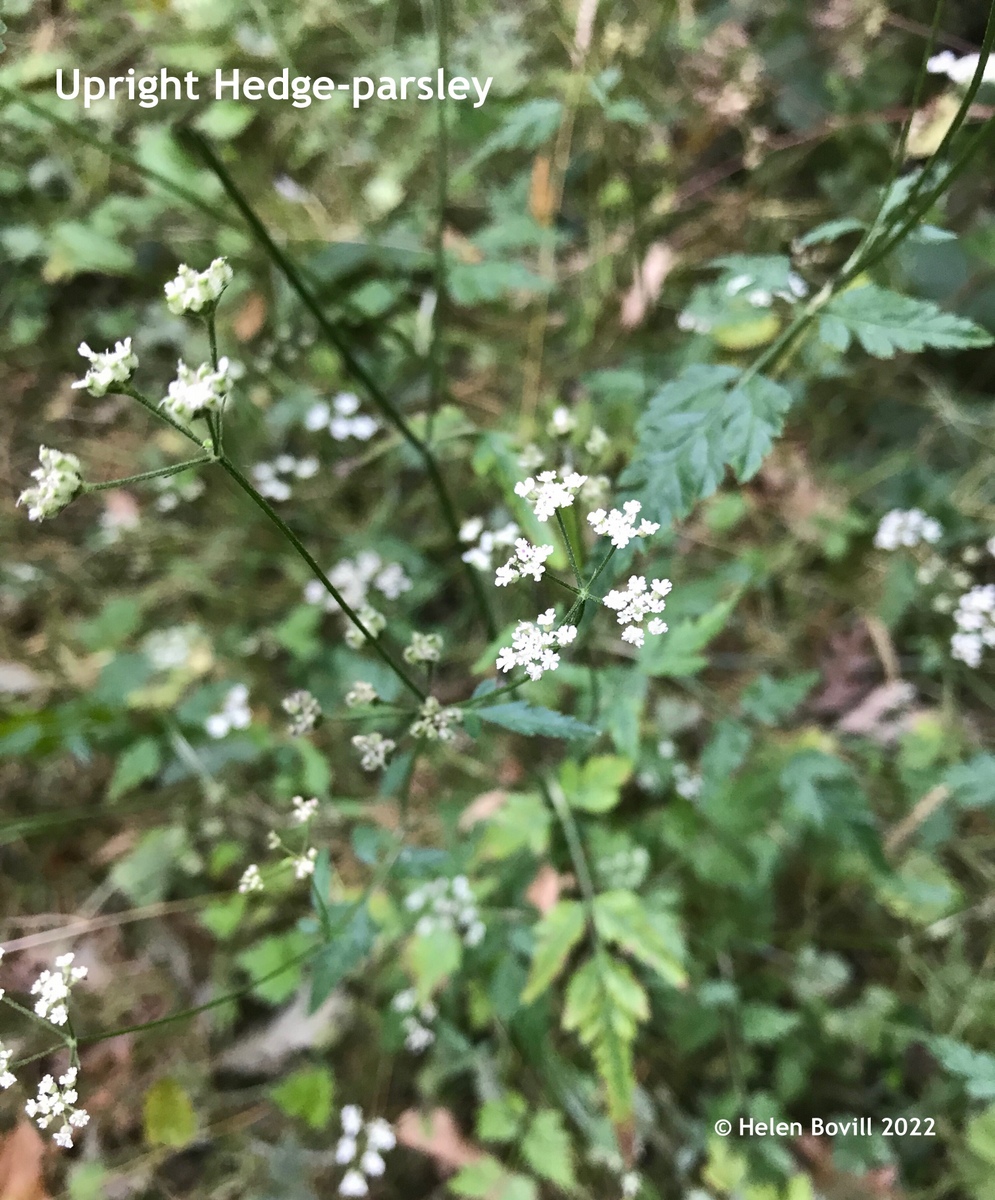 Upright Hedge-parsley 