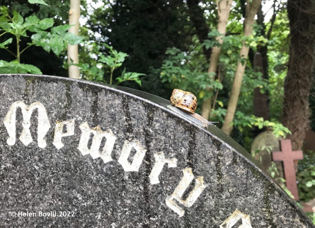 Snail on Headstone at the Prim Corner end of the cemetery