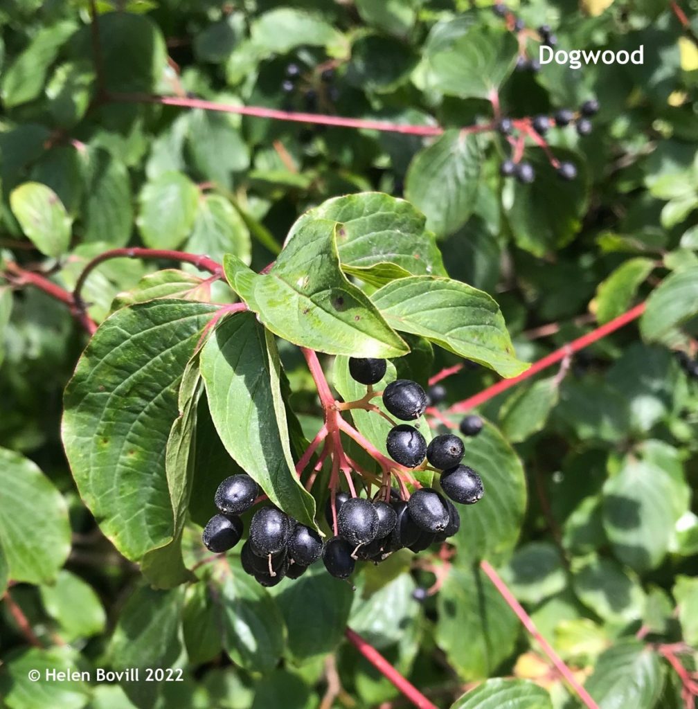 Dogwood with berries along one of the cemetery's footpaths