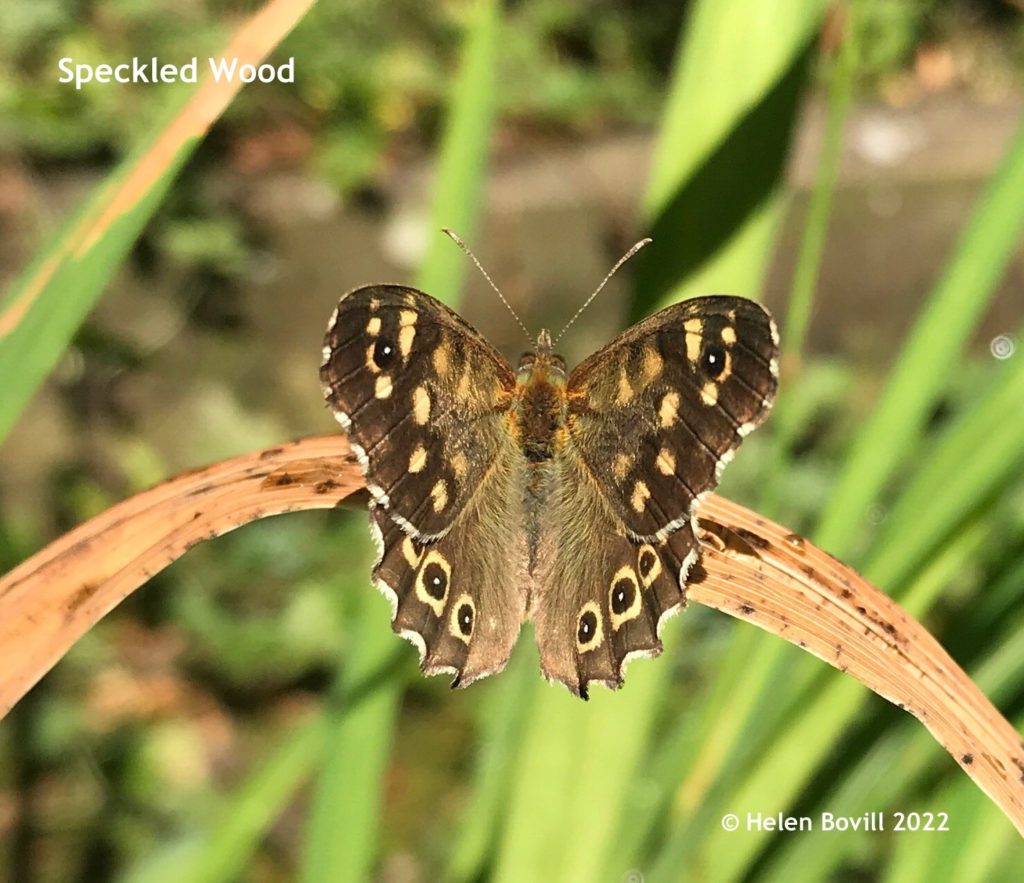 A Speckled Wood Butterfly in the cemetery
