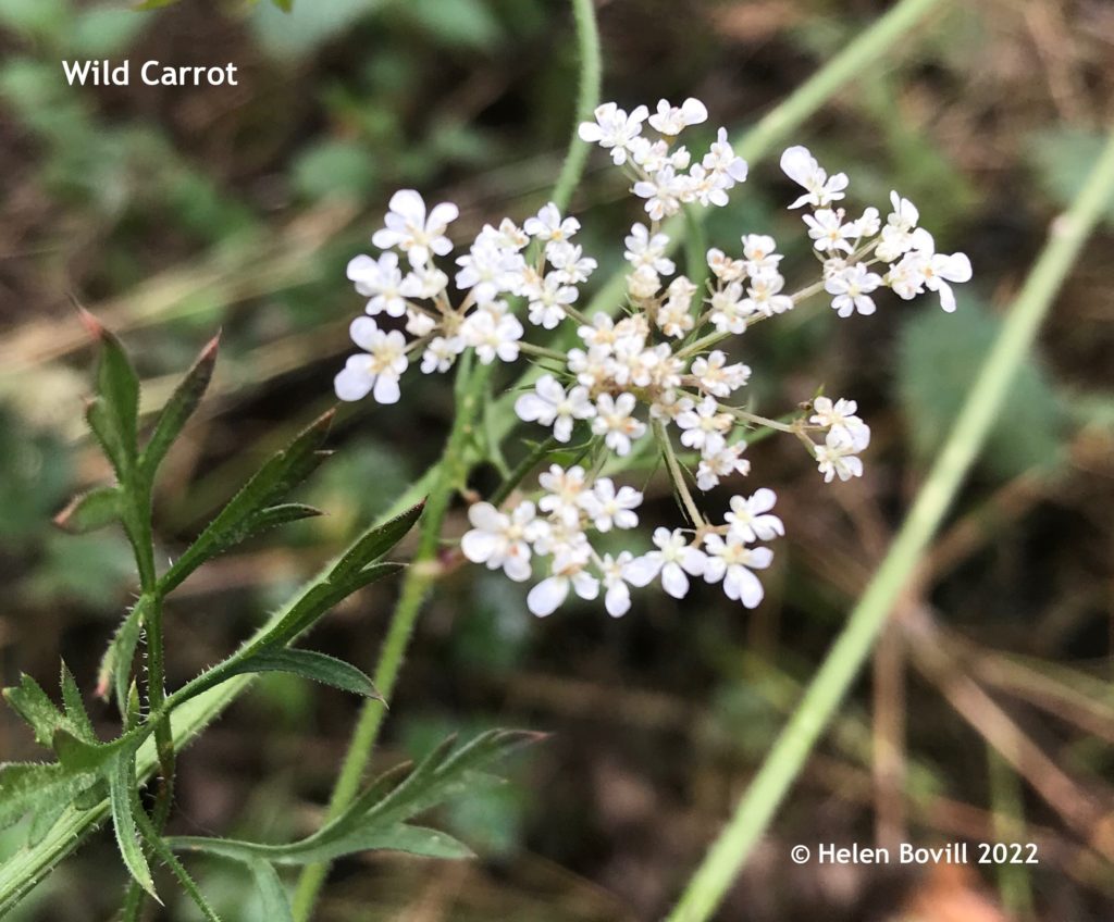 Wild Carrot