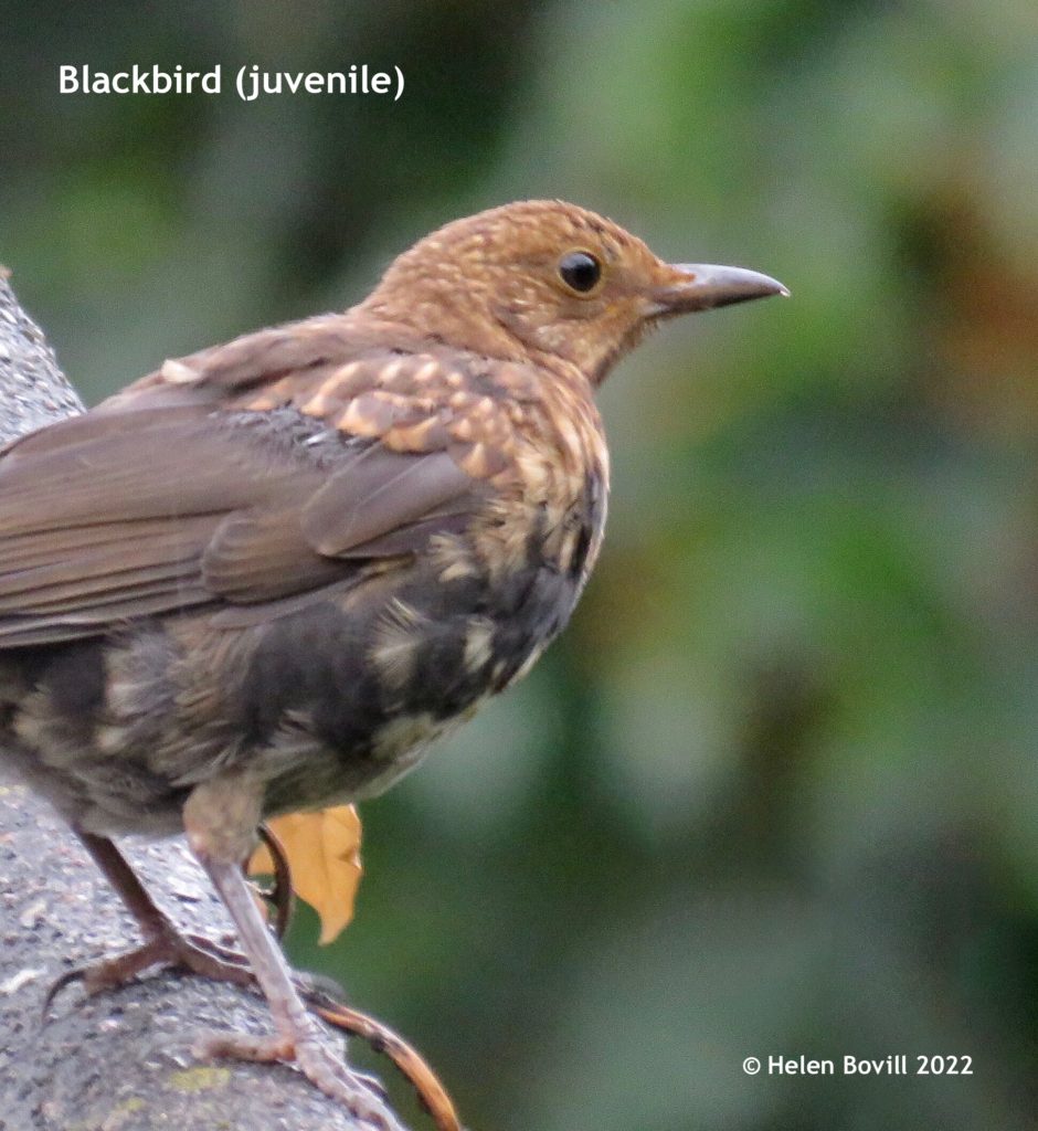 Juvenile Blackbird looking out over the cemetery