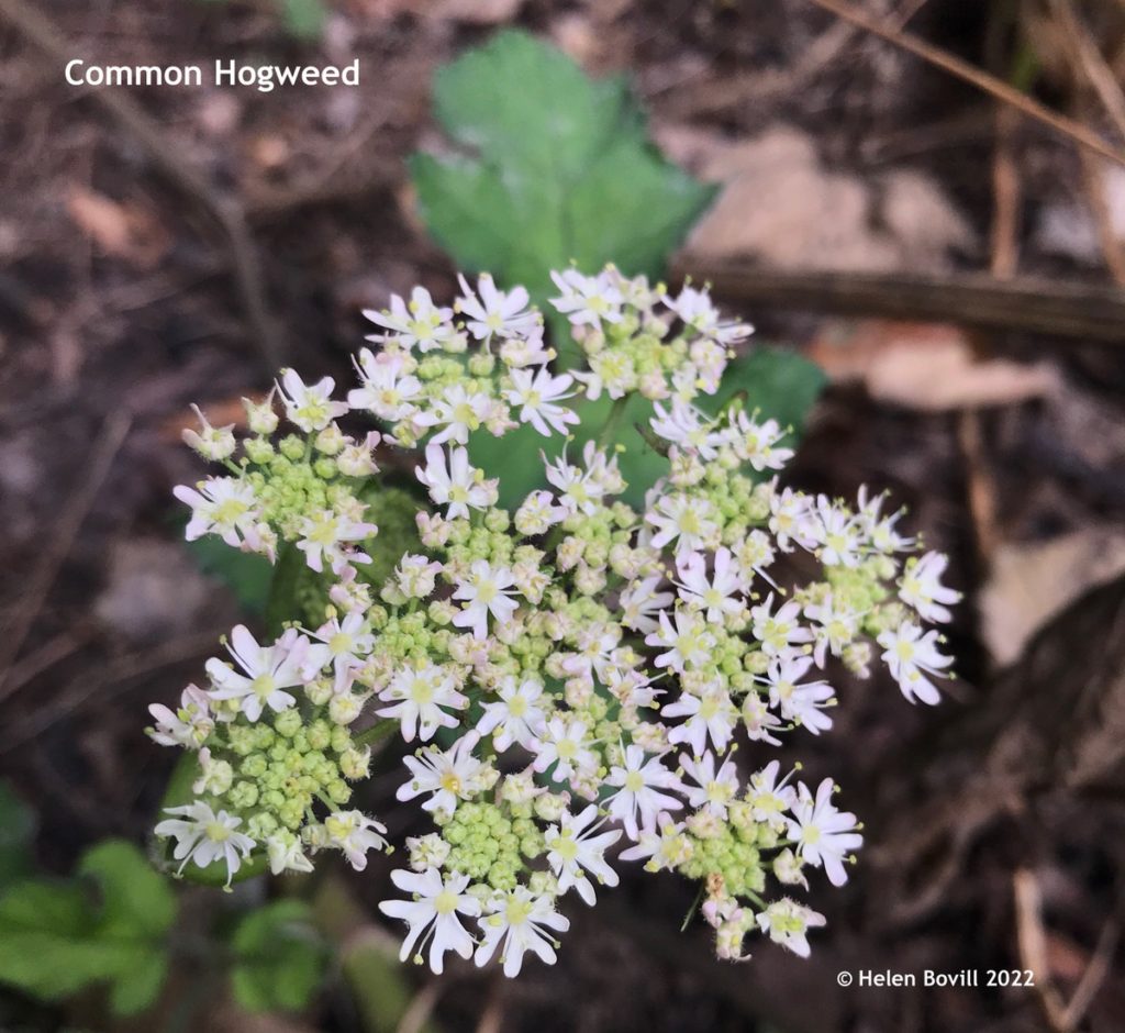 Common Hogweed 