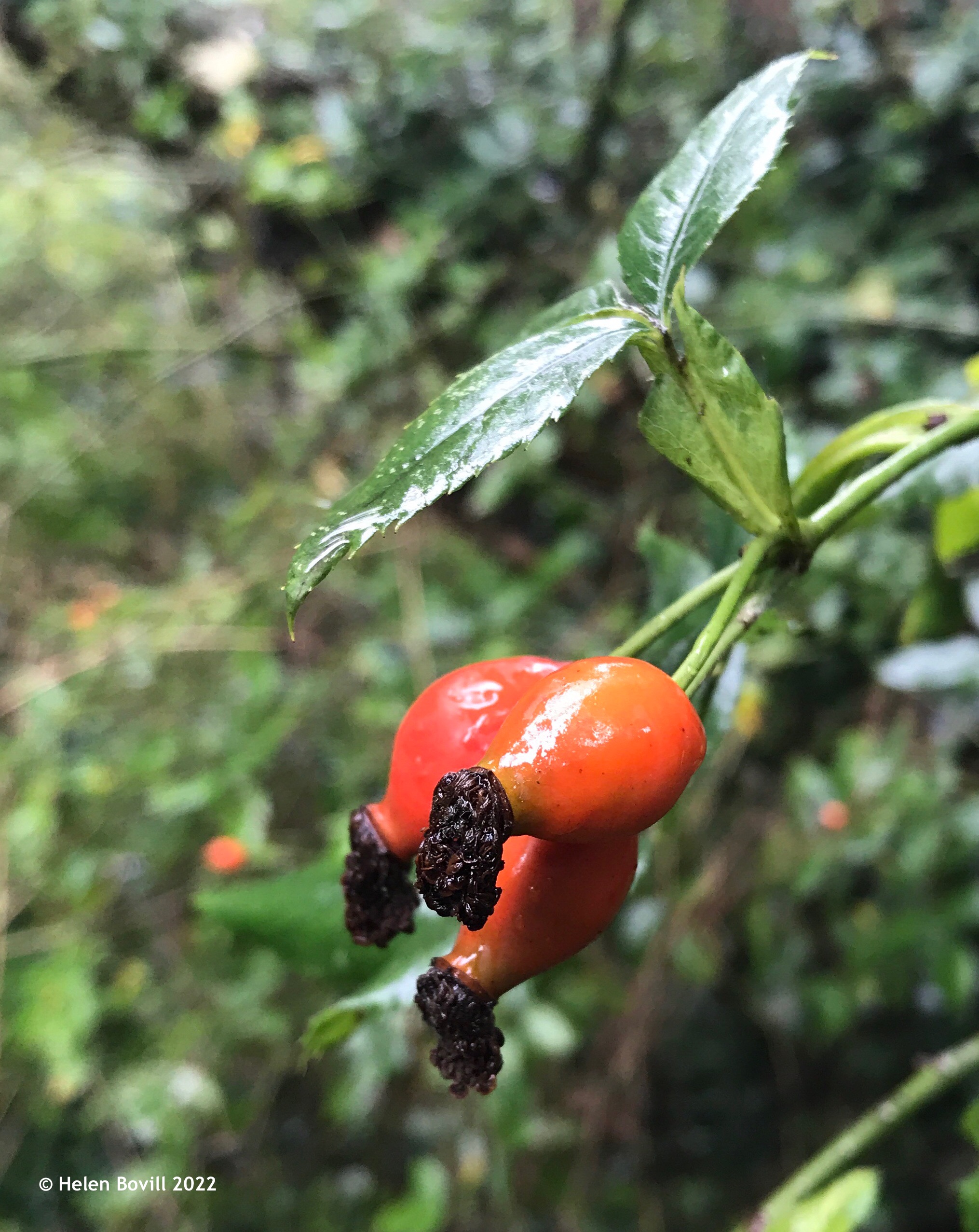 Rose hips - perfect for the cemetery wildlife