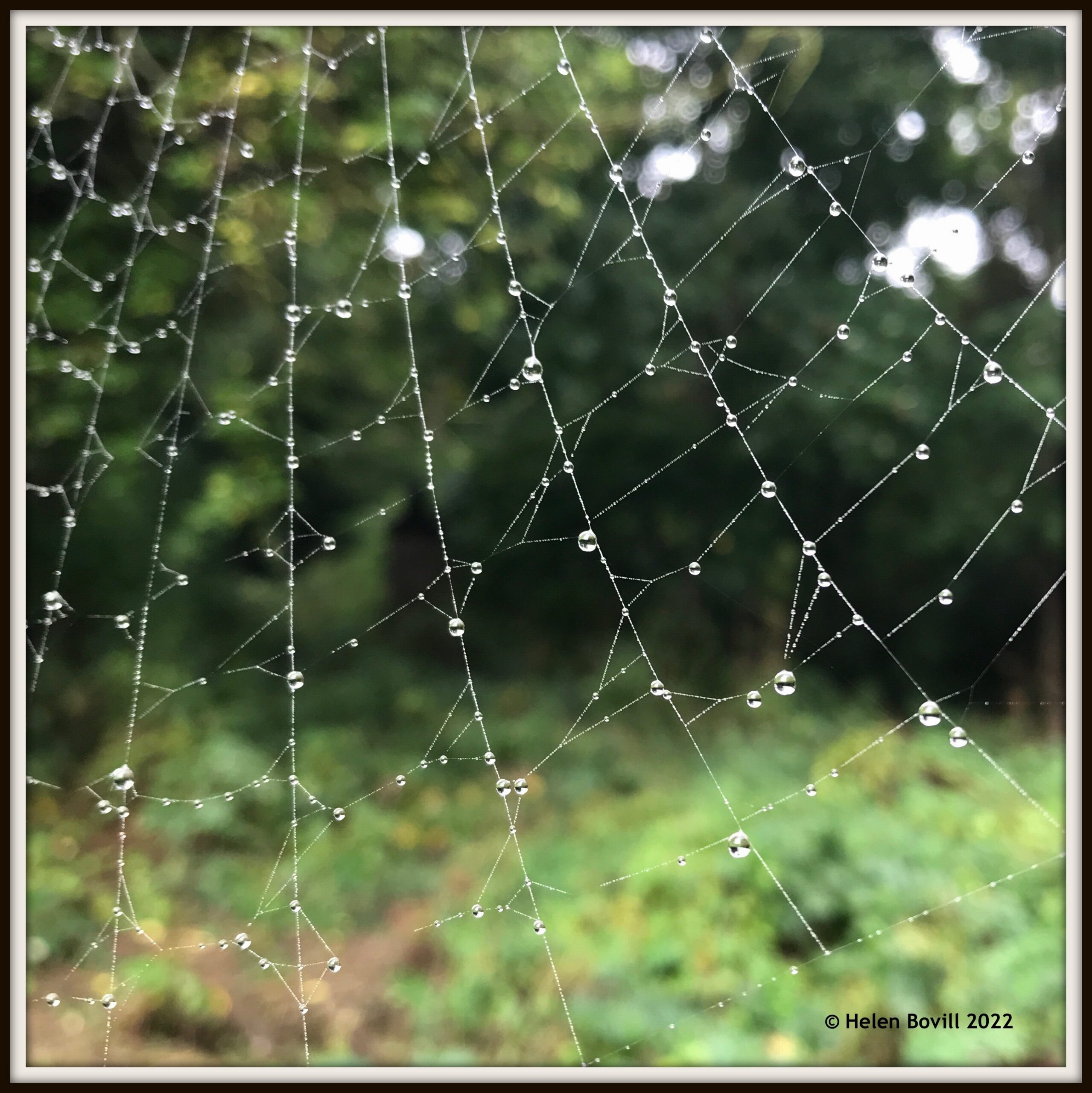 Cobweb and dewdrops