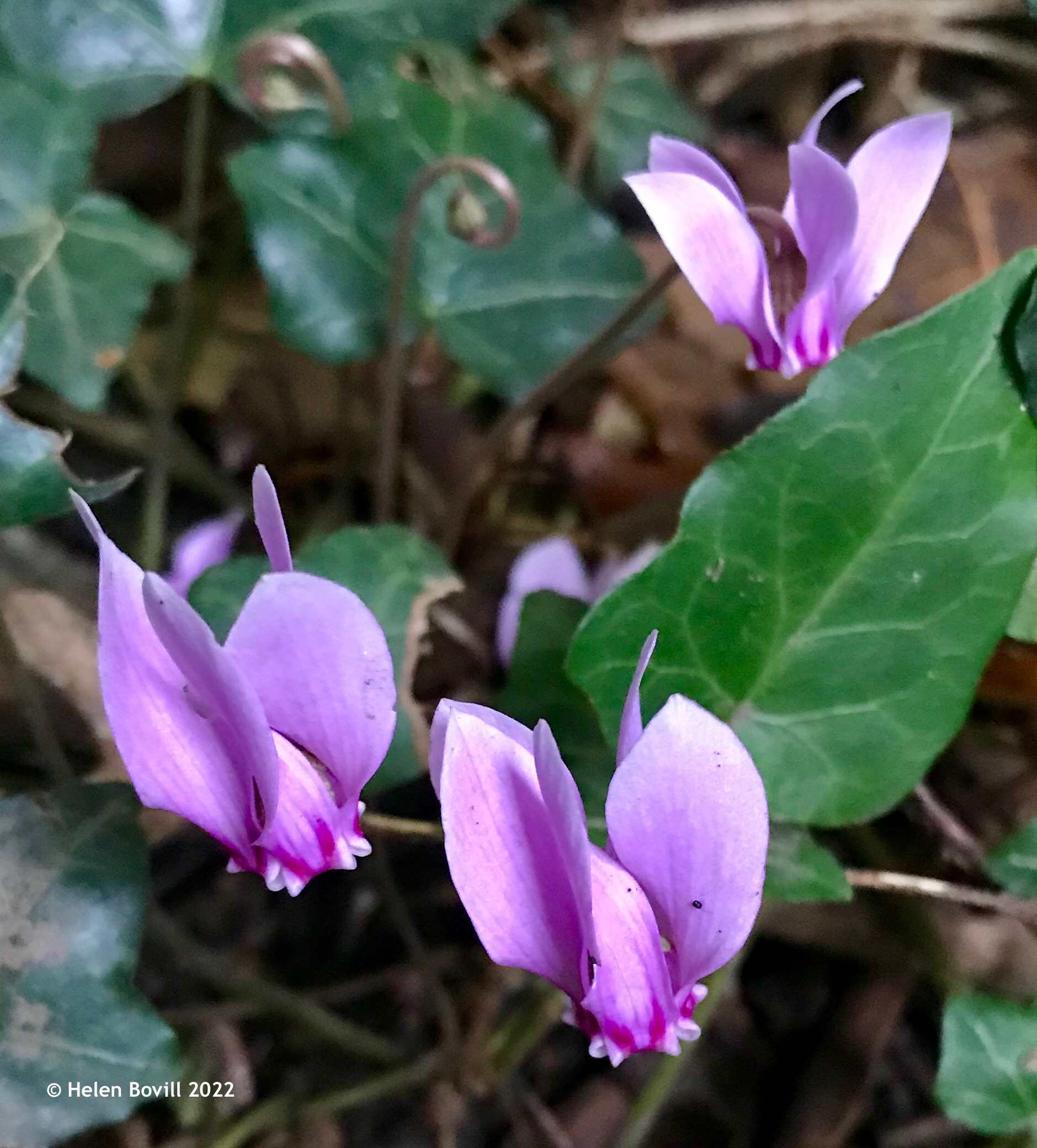 Cyclamen growing inside the cemetery