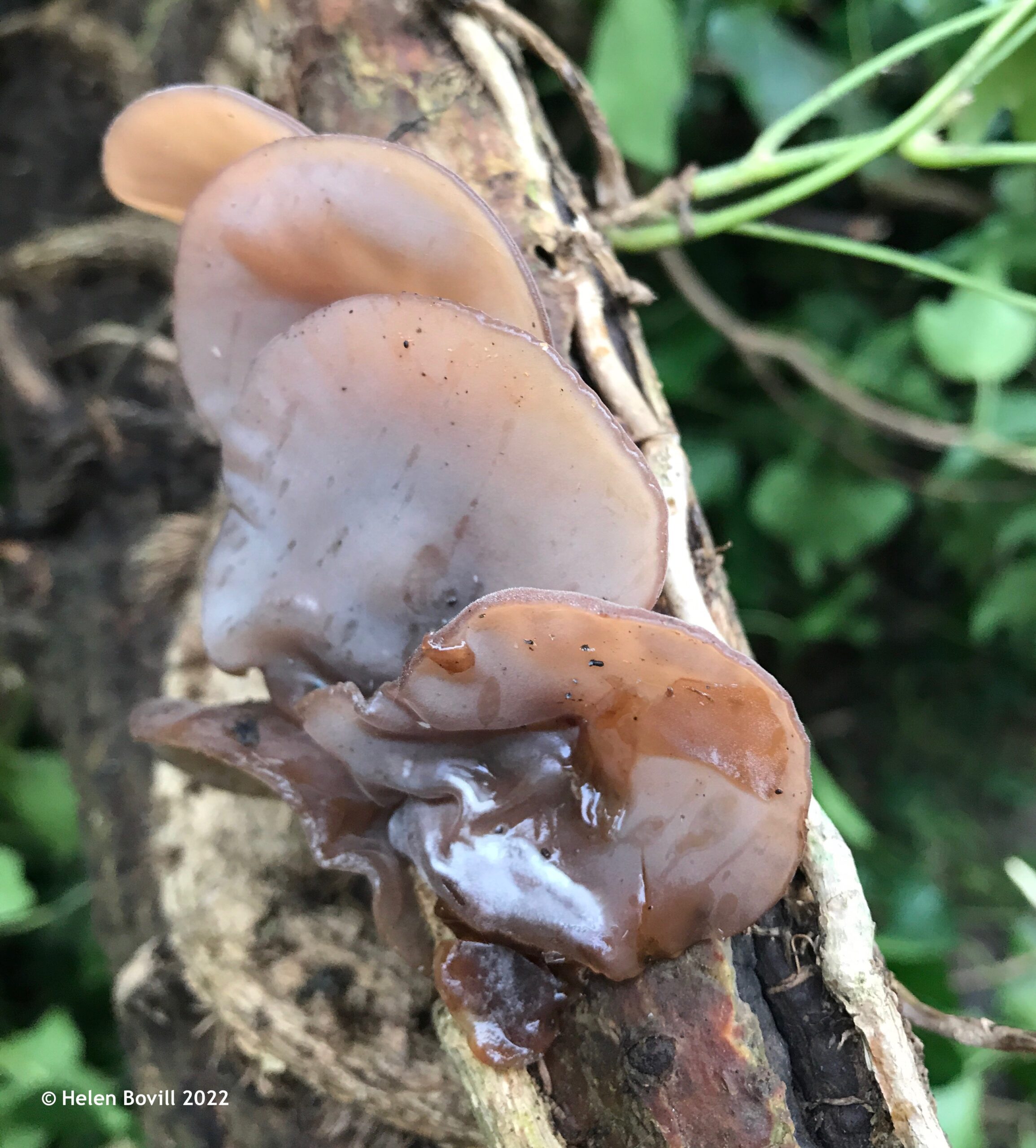 Jelly-type fungus on a fallen tree in the cemetery