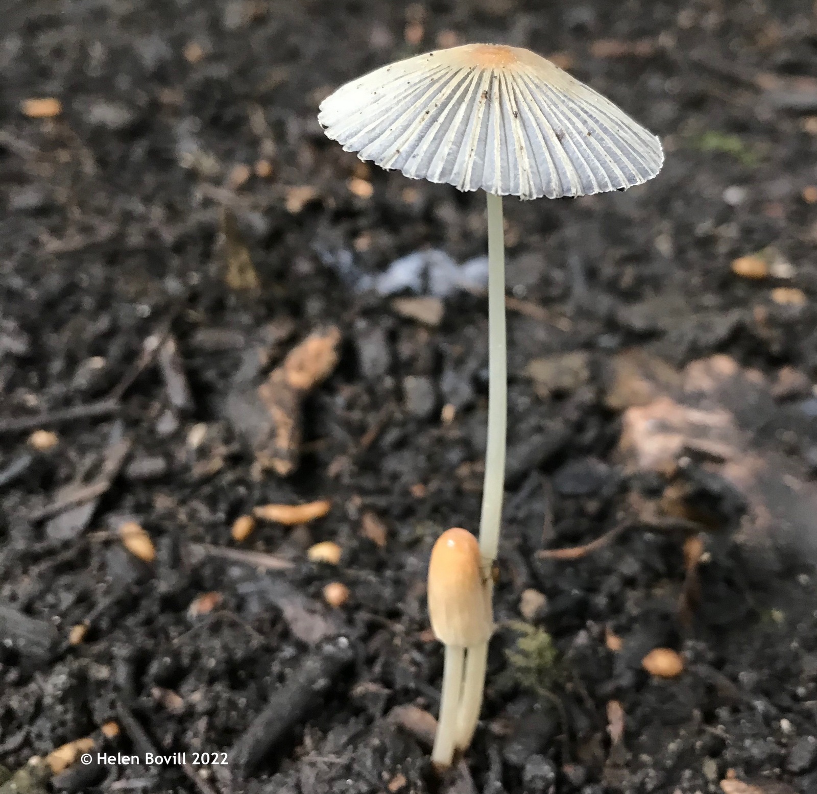 Inkcap mushroom in the cemetery
