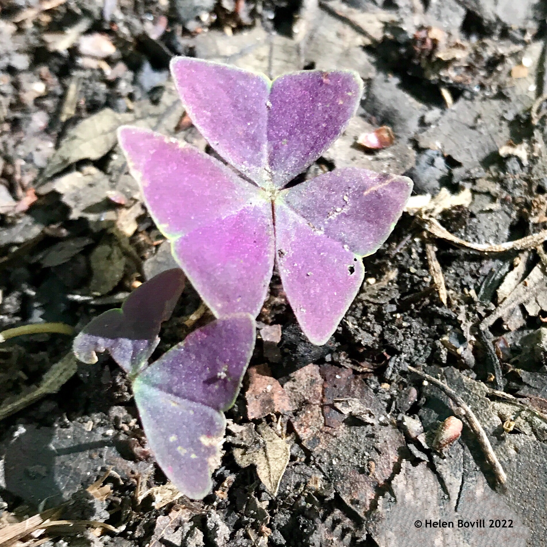 Oxalis leaves in the cemetery