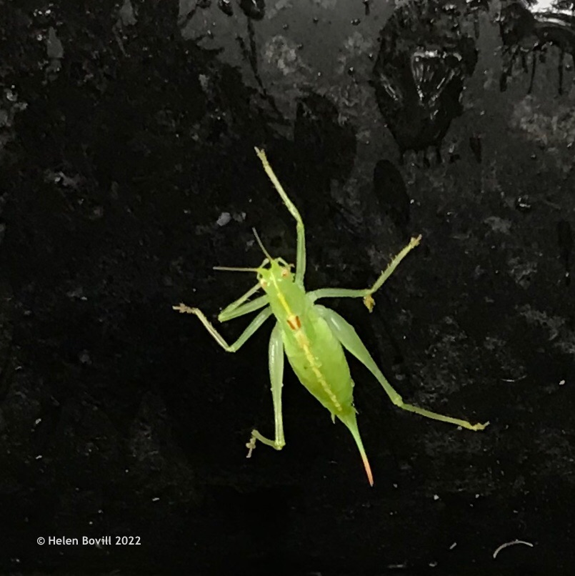 Southern Oak Bush-cricket on a headstone in the cemetery