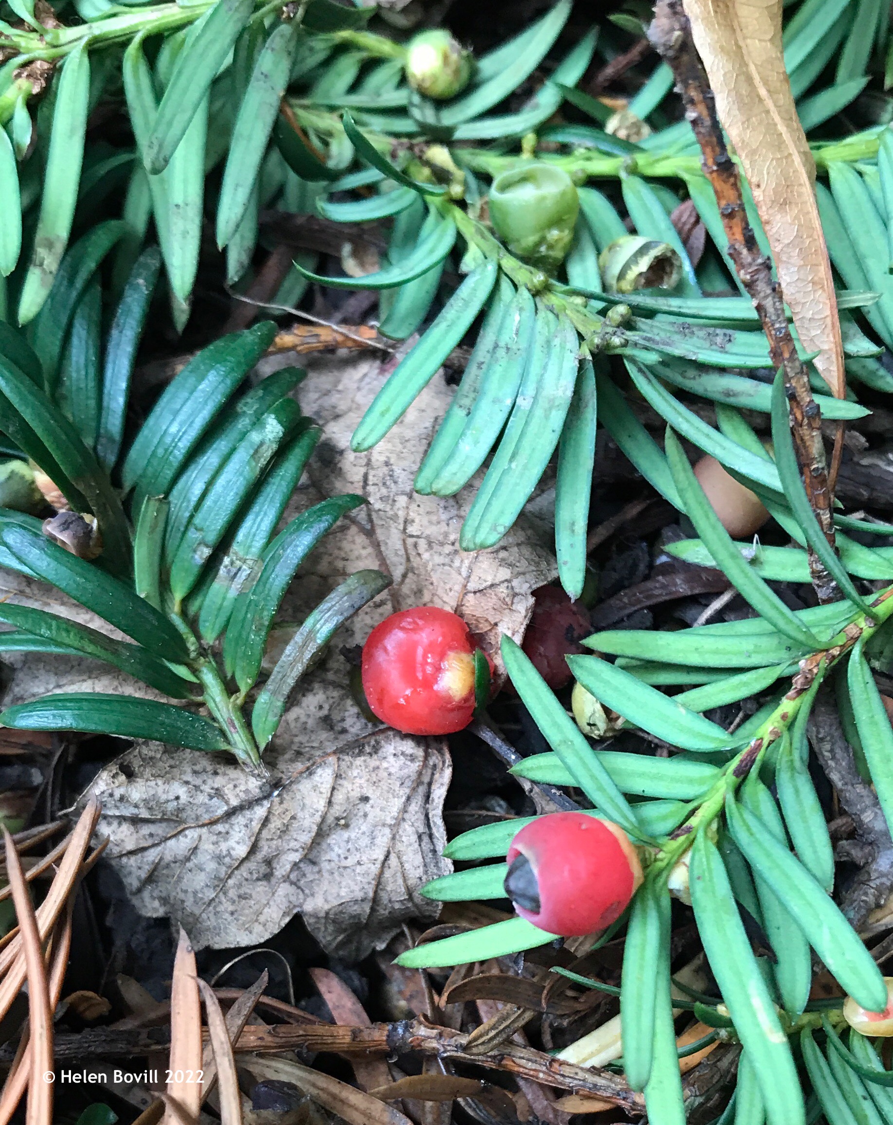 Fallen Yew berries