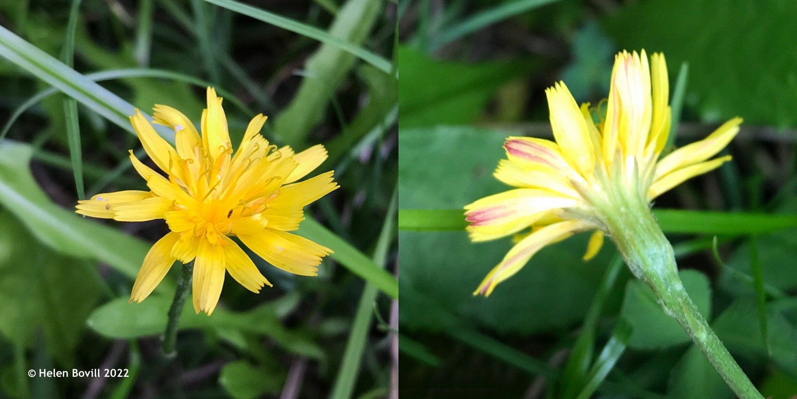 Autumn Hawkbit on the grass verge alongside the cemetery