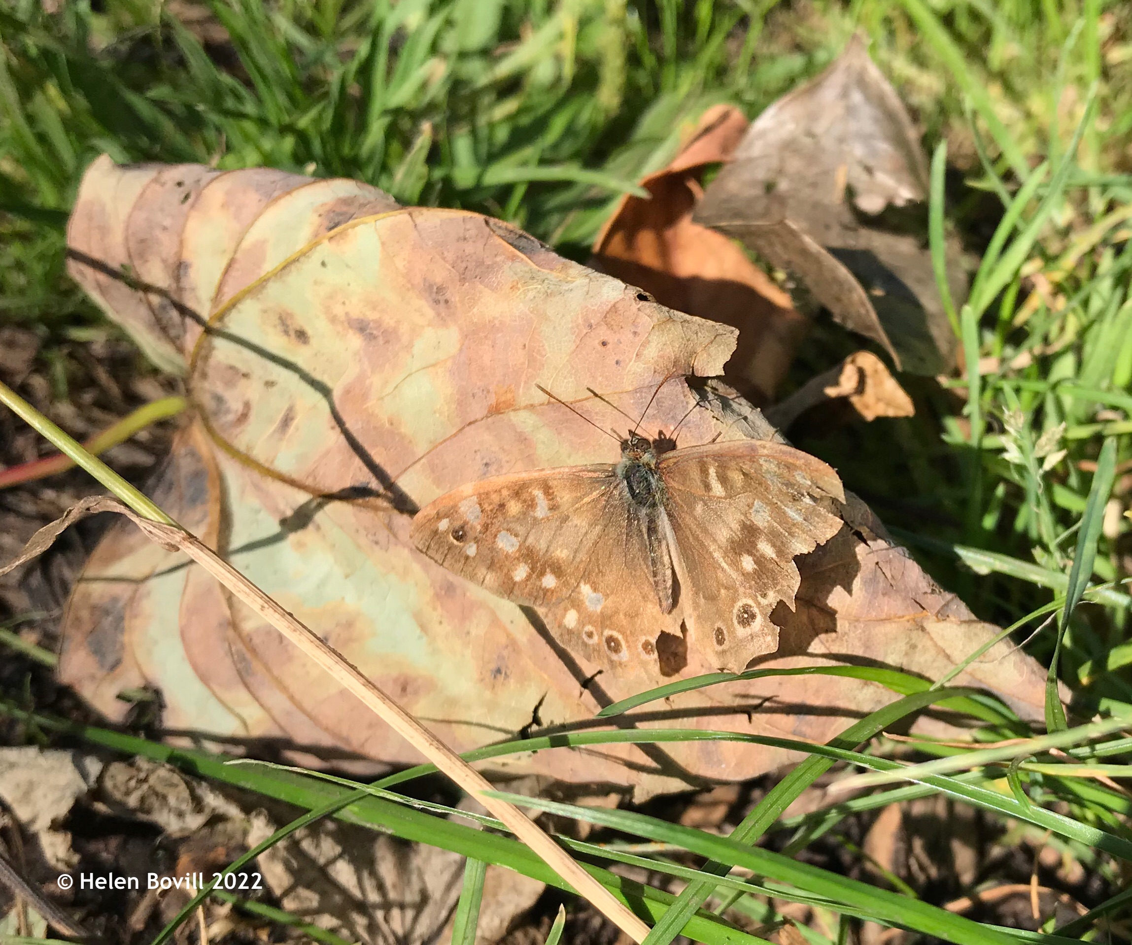 Speckled Wood inside the cemetery
