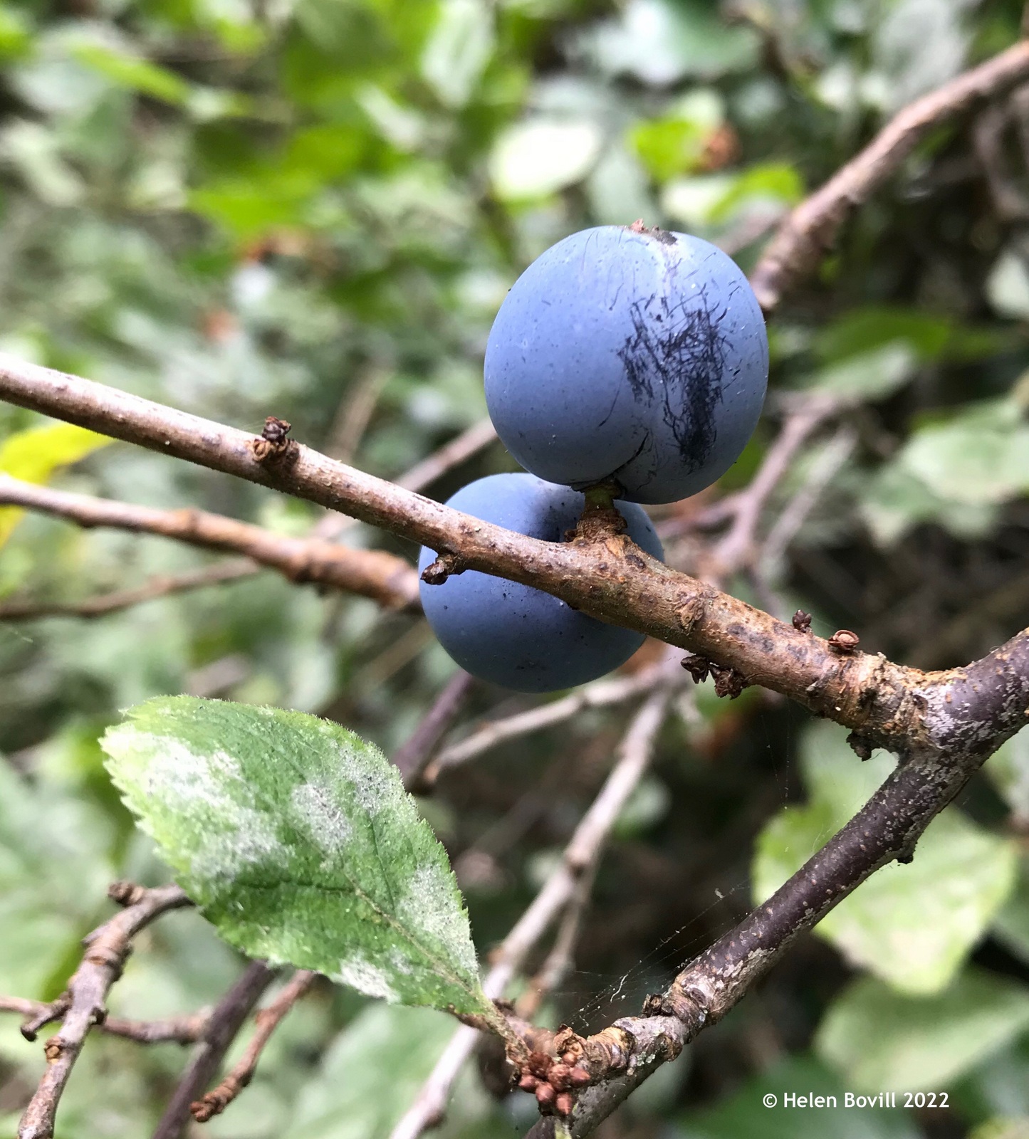 Blackthorn or Sloe Berries in the cemetery