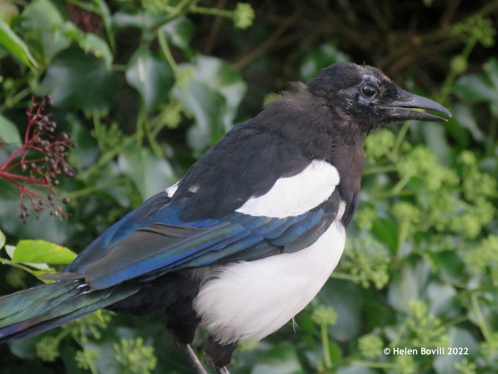 A Magpie in the cemetery